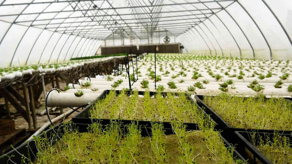 There's a greenhouse boom around the country, thanks in part to the "buy local" movement. Paul Mock grows tomatoes, herbs and other veggies year-round in his Berkeley Springs, W.Va., greenhouse and sells to groceries and restaurants in the Mid-Atlantic. There's a greenhouse boom around the country, thanks in part to the "buy local" movement. Paul Mock grows tomatoes, herbs and other veggies year-round in his Berkeley Springs, W.Va., greenhouse and sells to groceries and restaurants in the Mid-Atlantic.