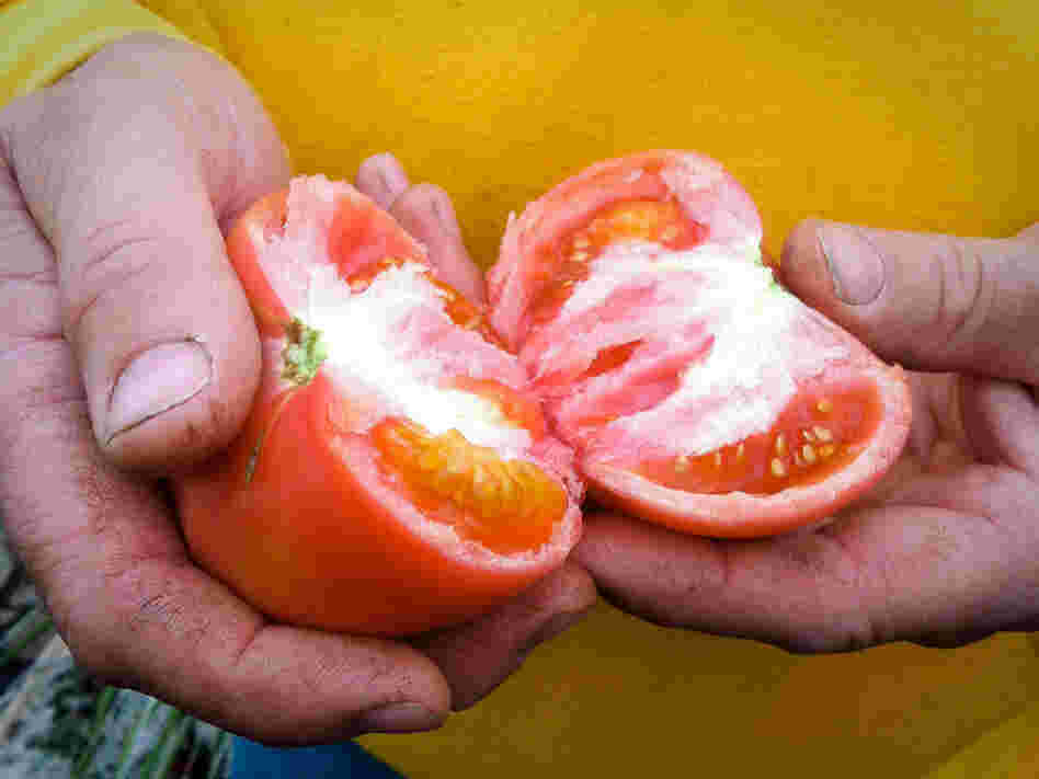 The taste of Mock's tomatoes starts with the seed. He uses only organic varieties, including cherry and several heirloom varieties. The taste of Mock's tomatoes starts with the seed. He uses only organic varieties, including cherry and several heirloom varieties.
