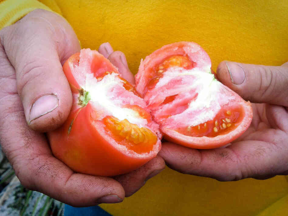 The taste of Mock's tomatoes starts with the seed. He uses only organic varieties, including cherry and several heirloom varieties. The taste of Mock's tomatoes starts with the seed. He uses only organic varieties, including cherry and several heirloom varieties.
