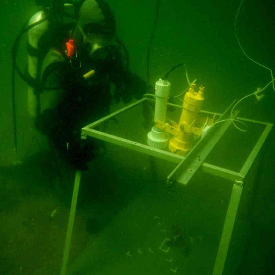 Noah Oppenheim, a graduate student at the University of Maine, sets up his underwater camera to film lobsters eat each other off the coast of Maine.