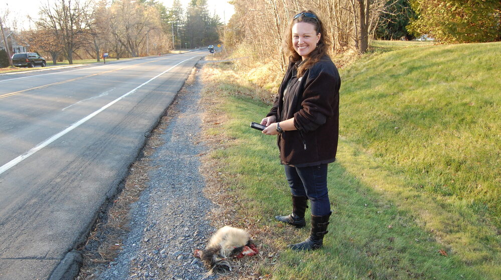 Wildlife ecologist Danielle Garneau uploads data about road kill onto her smartphone. Wildlife ecologist Danielle Garneau uploads data about road kill onto her smartphone.