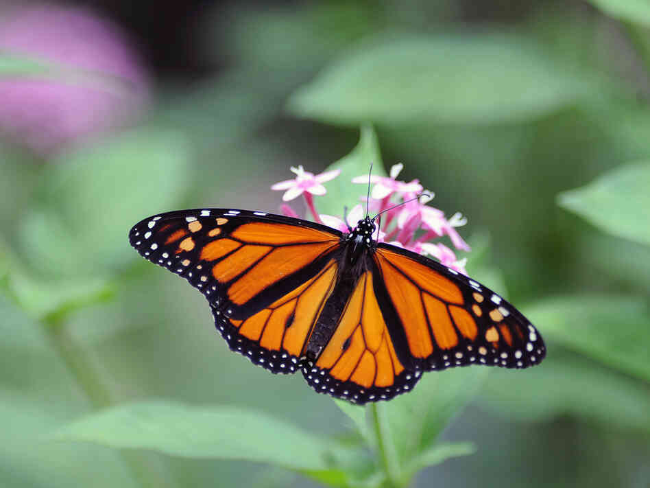 A Monarch butterfly (Danaus plexippus) in Costa Rica