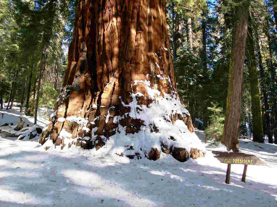 The President tree.