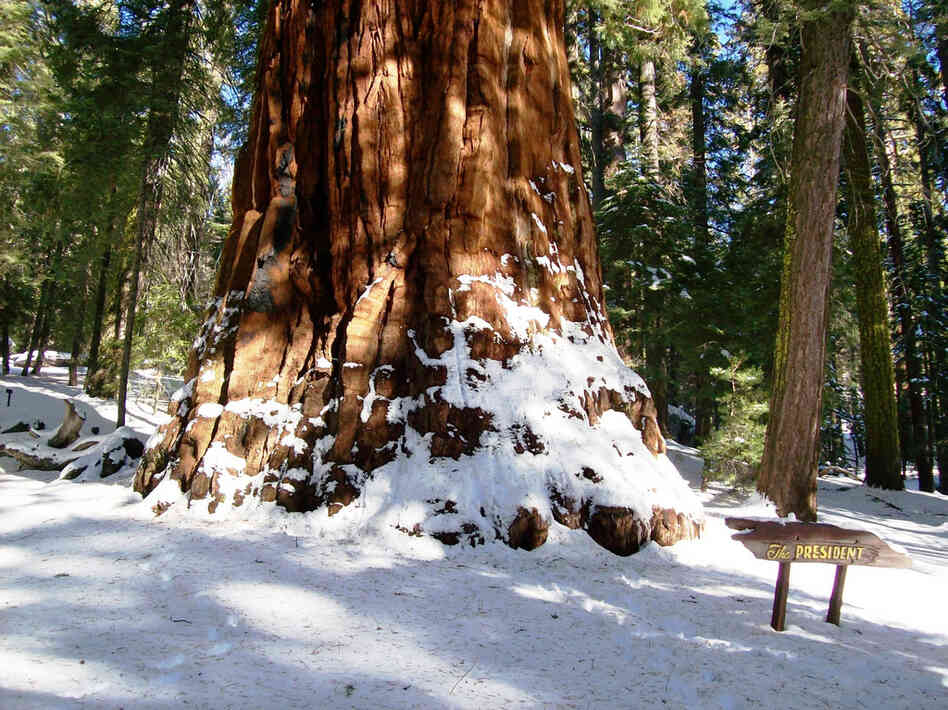 The President tree.