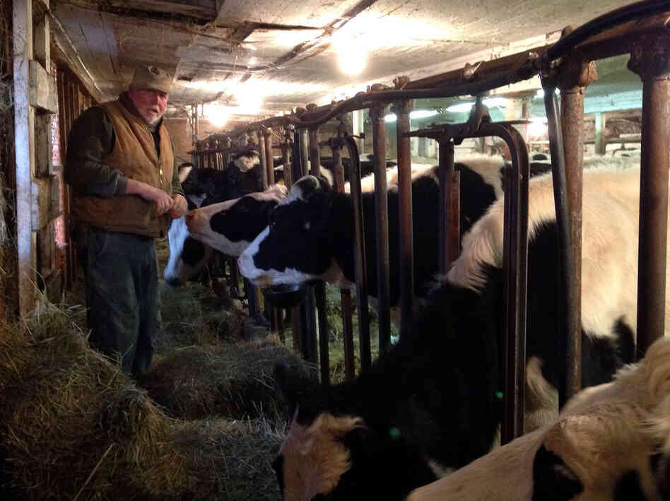 Dairy farmer Bob Andrews feeds heifers in the same barn his grandfather used. He says today "the harder you work, the further you get behind."