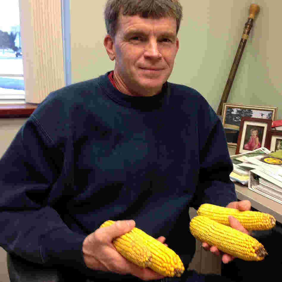 Clark Putman, the local director of the USDA's Farm Service Agency, keeps ears of corn on his desk as a reminder of how the high cost of feed is threatening dairy farmers' livelihood.