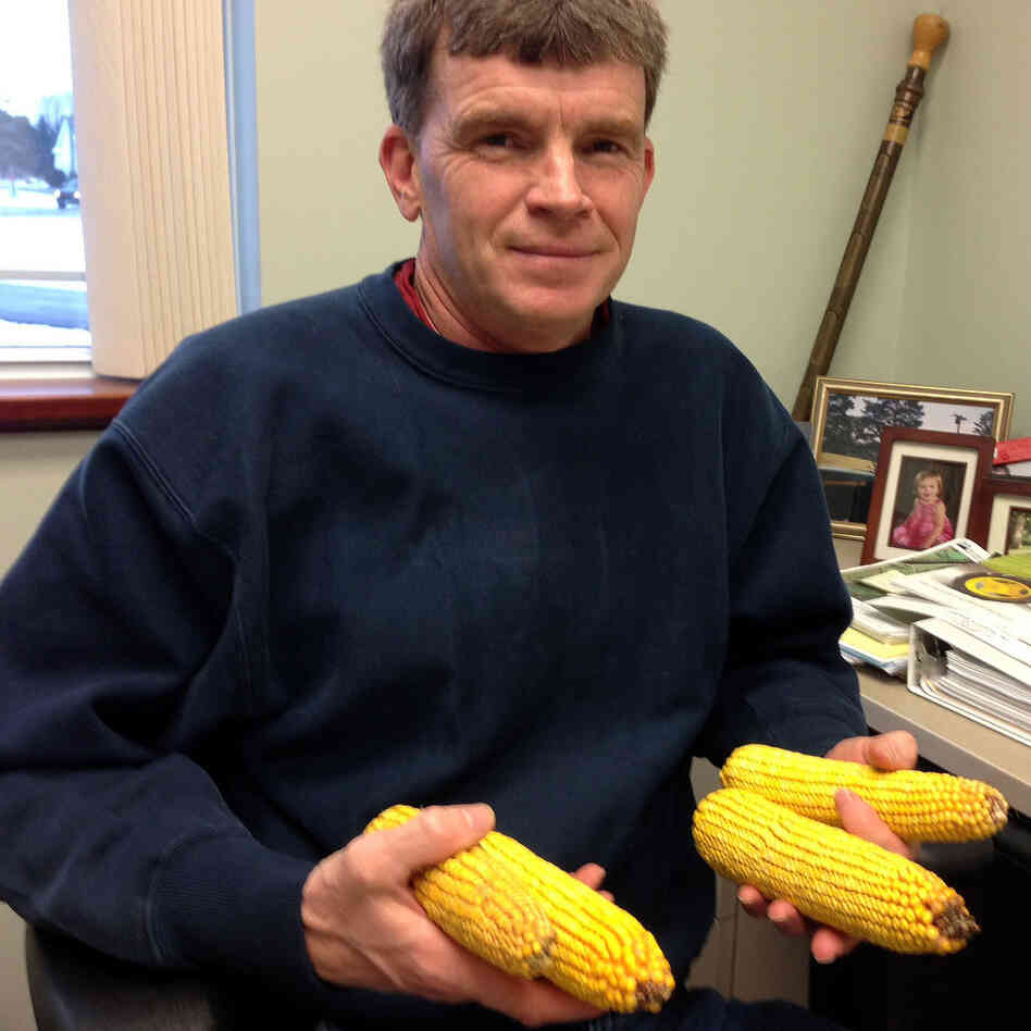 Clark Putman, the local director of the USDA's Farm Service Agency, keeps ears of corn on his desk as a reminder of how the high cost of feed is threatening dairy farmers' livelihood.