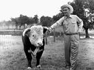 Lyndon Johnson, then the vice president-elect, with a prize-winning Hereford bull on his ranch near Johnson City, Texas, in 1960. Linguists say the twang that has long been synonymous with Texans is fading. Lyndon Johnson, then the vice president-elect, with a prize-winning Hereford bull on his ranch near Johnson City, Texas, in 1960. Linguists say the twang that has long been synonymous with Texans is fading.
