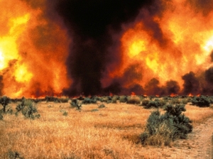 Between sagebrush, a continuous cover of cheatgrass fuels an intense fire in the Great Basin.