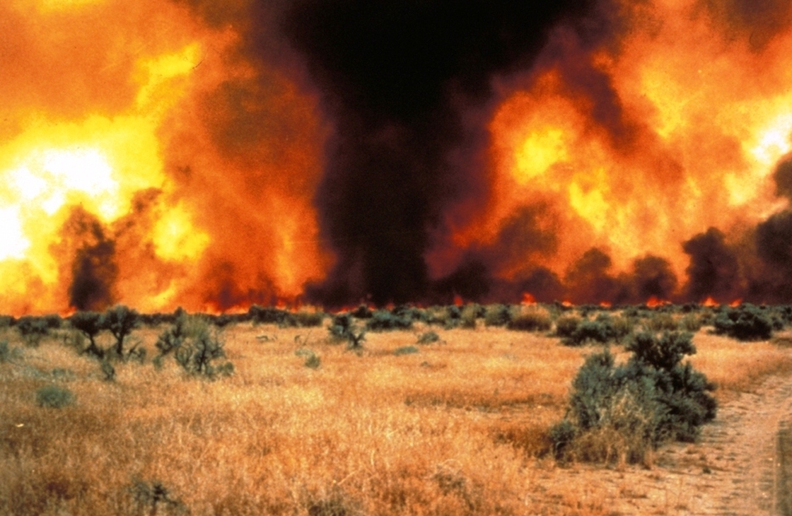 Between sagebrush, a continuous cover of cheatgrass fuels an intense fire in the Great Basin.