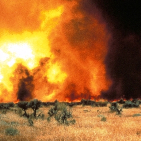 Between sagebrush, a continuous cover of cheatgrass fuels an intense fire in the Great Basin.