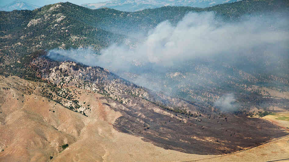The Constantina Fire burning in Long Valley, Calif., in 2010, very likely started in cheatgrass. The Constantina Fire burning in Long Valley, Calif., in 2010, very likely started in cheatgrass.