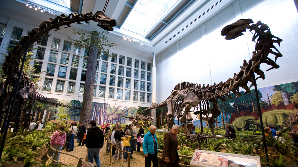 Apatosaurus (right, opposite a Diplodocus skeleton at the Carnegie Museum of Natural History in Pittsburgh), is what paleontologist Othniel Charles Marsh actually found when he thought he'd discovered the Brontosaurus.