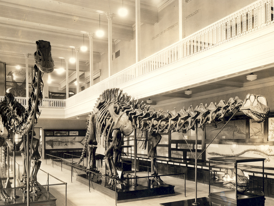 This photograph from 1934 shows the Carnegie Museum's Apatosaurus skeleton on the right — wearing the wrong skull.