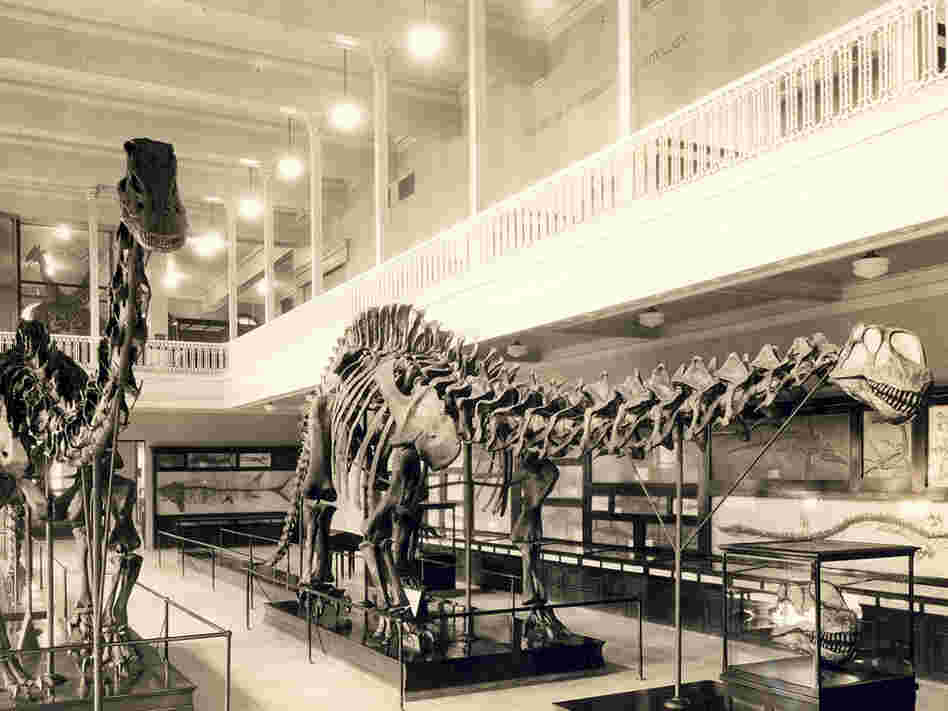 This photograph from 1934 shows the Carnegie Museum's Apatosaurus skeleton on the right — wearing the wrong skull.