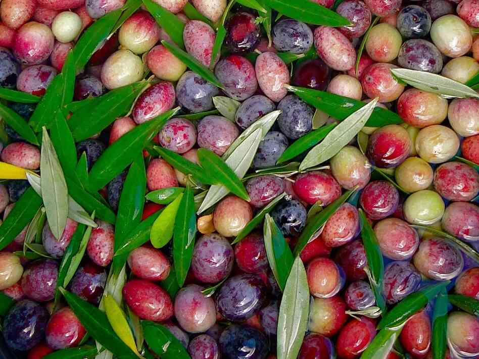 Freshly picked Arbosana olives from the Texas Olive Ranch in Carrizo Springs, Texas.