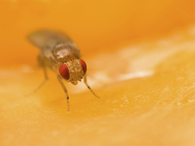 Now we know why we'll never see a common fruit fly (Drosophila melanogaster) sitting on a beet.