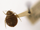 Bedbugs are becoming a common nuisance in many places. But cheap ultrasonic devices advertised as bedbug repellents don't work, scientists say. Bedbugs are becoming a common nuisance in many places. But cheap ultrasonic devices advertised as bedbug repellents don't work, scientists say.