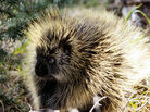 The barbs on porcupine quills make it easier from them to penetrate the skin. The barbs on porcupine quills make it easier from them to penetrate the skin.