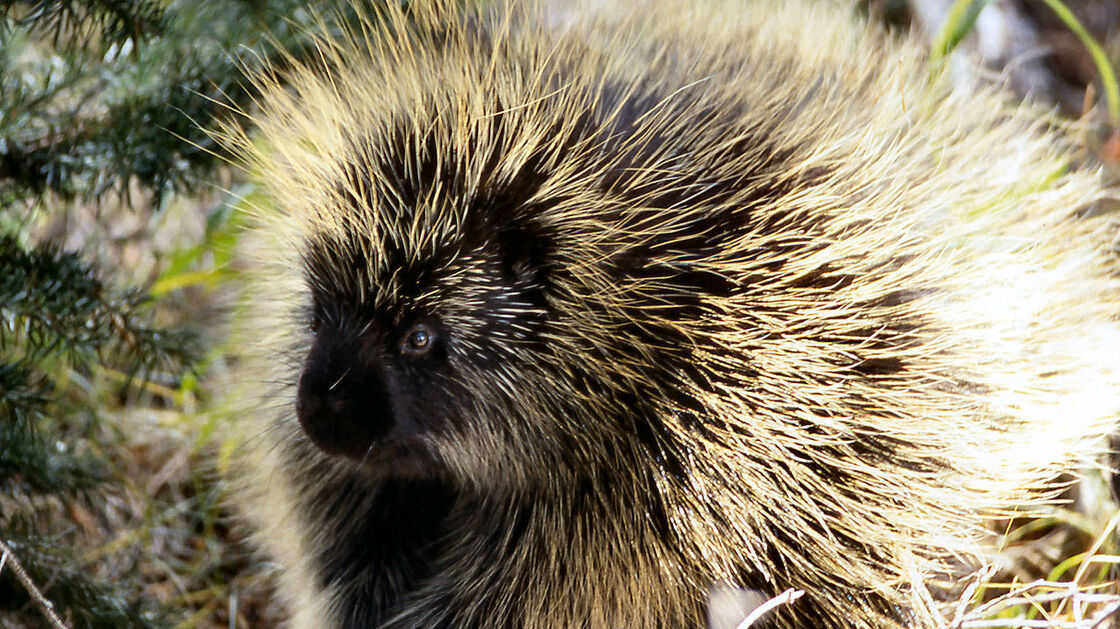 The barbs on porcupine quills make it easier from them to penetrate the skin.