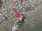 Catfish Catfish