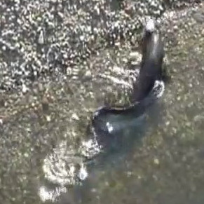 Catfish