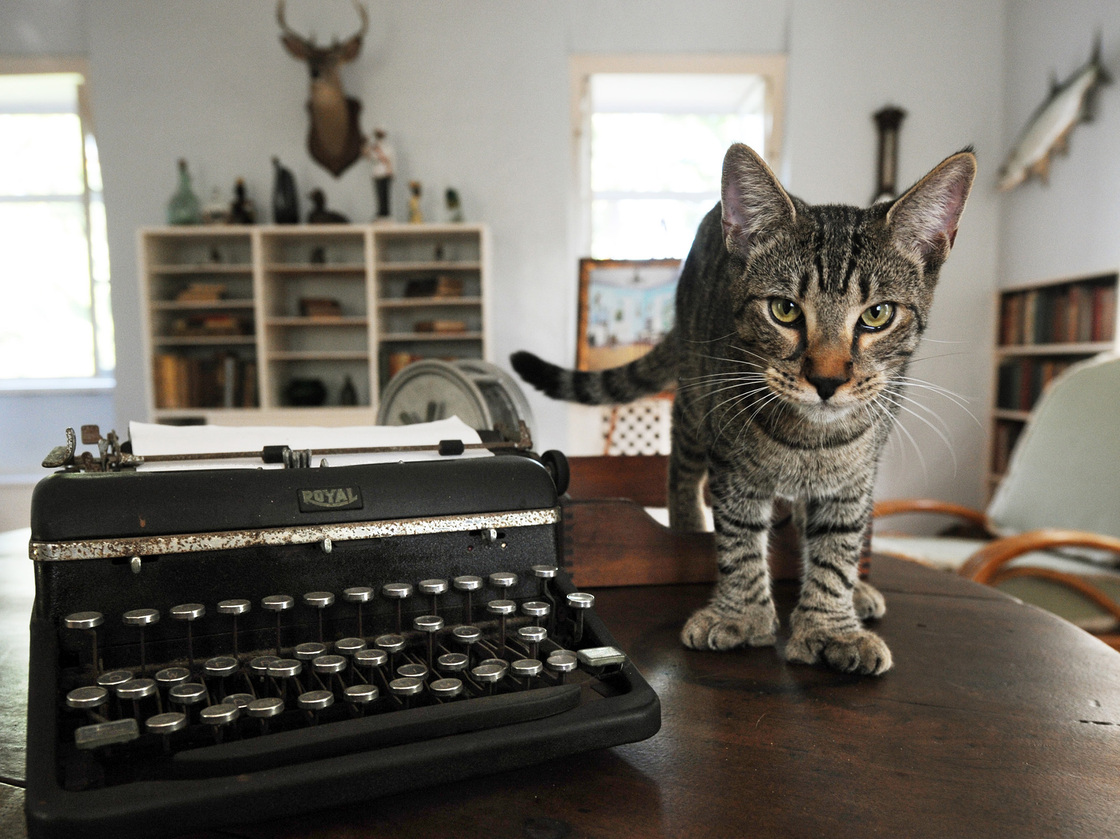 "Hairy Truman," one of the six-toed cats at the Ernest Hemingway Home and Museum in Key West, Fla.