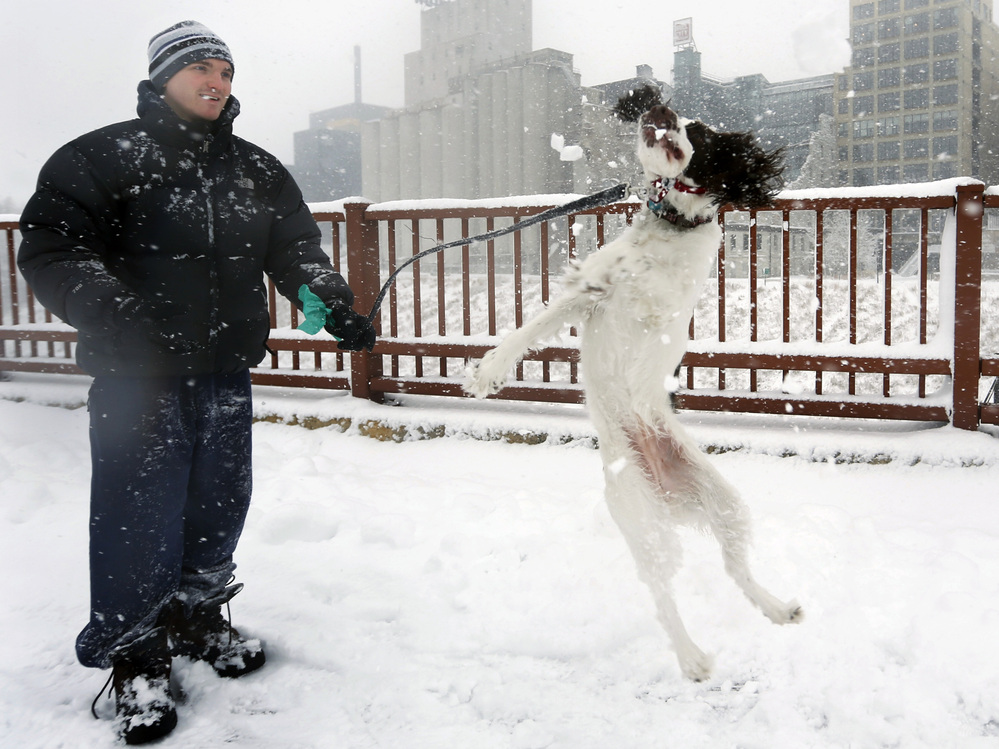 This dog likes snow: In Minneapolis on Sunday, Adam Womersley and his English Springer Spaniel, Stella, had some fun out in the winter weather. This dog likes snow: In Minneapolis on Sunday, Adam Womersley and his English Springer Spaniel, Stella, had some fun out in the winter weather.