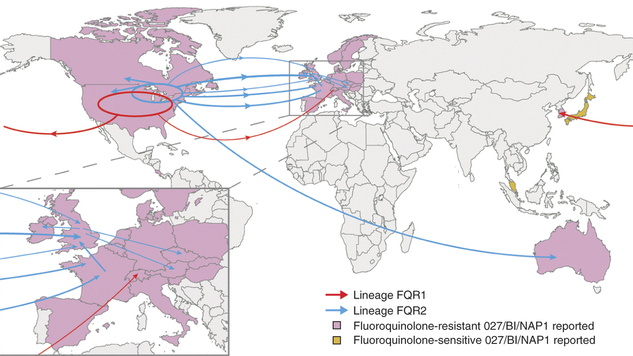 Over the past decade, two highly virulent strains of Clostridium difficile have traveled from North America to Europe, Asia and Australia.