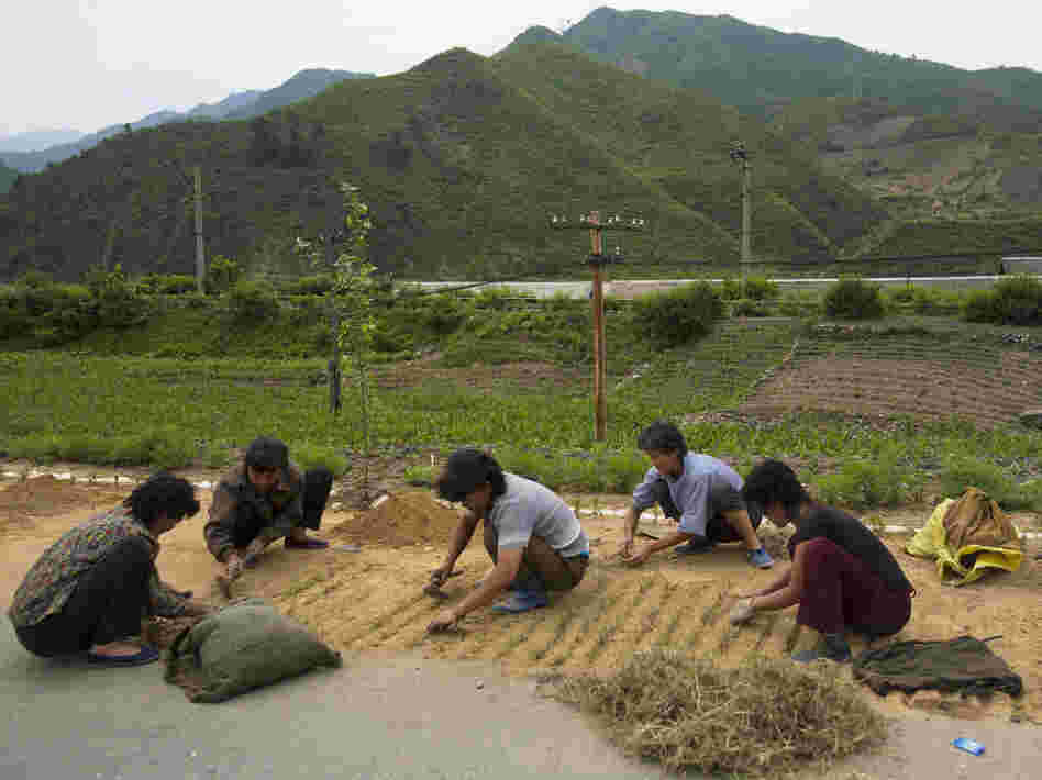 North Korean women work on a roadside in North Pyongan province, North Korea, in June. North Korea increased its staple foods production for the second year in a row, but its citizens are still suffering from a serious lack of key proteins and fats in their diets, a U.N. report says.