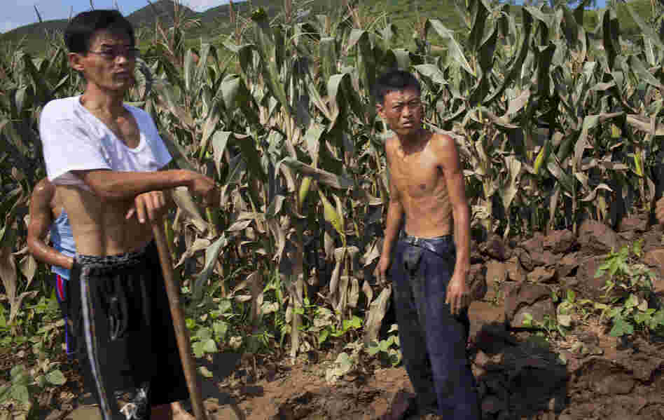 The U.N. says food supplies in North Korea have increased, but citizens who spoke to NPR say many people are going hungry. In this photo from Aug. 13, workers stand next to a field that was damaged by flooding in Songchon County, North Korea.