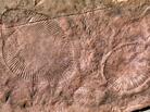 The fossil remains of Dickinsonia, an Ediacaran organism that's long been extinct. Scientists have long assumed these early life forms lived in the sea, but a new study argues they emerged on land. The fossil remains of Dickinsonia, an Ediacaran organism that's long been extinct. Scientists have long assumed these early life forms lived in the sea, but a new study argues they emerged on land.