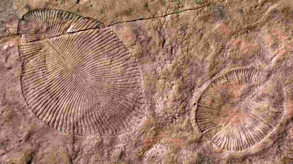 The fossil remains of Dickinsonia, an Ediacaran organism that's long been extinct. Scientists have long assumed these early life forms lived in the sea, but a new study argues they emerged on land. The fossil remains of Dickinsonia, an Ediacaran organism that's long been extinct. Scientists have long assumed these early life forms lived in the sea, but a new study argues they emerged on land.