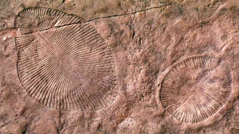 The fossil remains of Dickinsonia, an Ediacaran organism that's long been extinct. Scientists have long assumed these early life forms lived in the sea, but a new study argues they emerged on land. The fossil remains of Dickinsonia, an Ediacaran organism that's long been extinct. Scientists have long assumed these early life forms lived in the sea, but a new study argues they emerged on land.