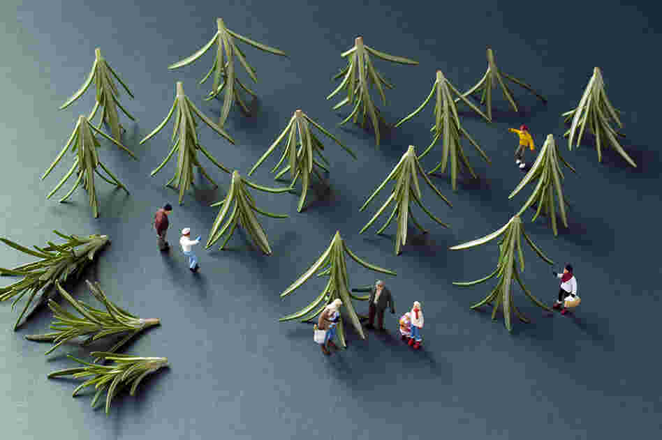 Rosemary Christmas Tree Shopping
