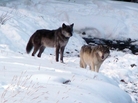 The Lamar Canyon pack's alpha female (right) was shot and killed by a hunter on Dec. 6. The Lamar Canyon pack's alpha female (right) was shot and killed by a hunter on Dec. 6.