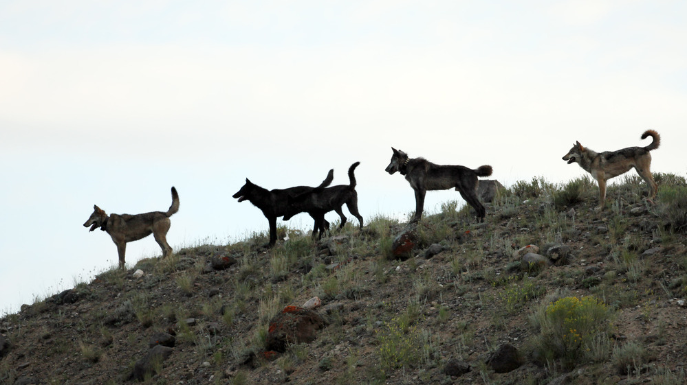 Wolves from the Lamar Canyon pack stand on a hillside in Yellowstone National Park in Wyoming in August 2012.
