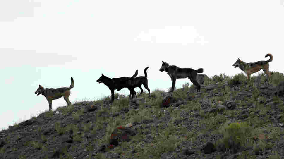 Wolves from the Lamar Canyon pack stand on a hillside in Yellowstone National Park in Wyoming in August 2012.