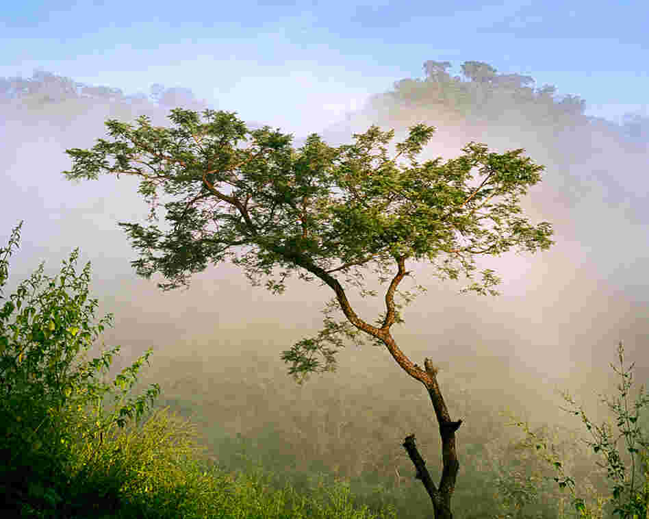 Farmers leave sicahuate trees in their fields in order to prevent soil erosion.