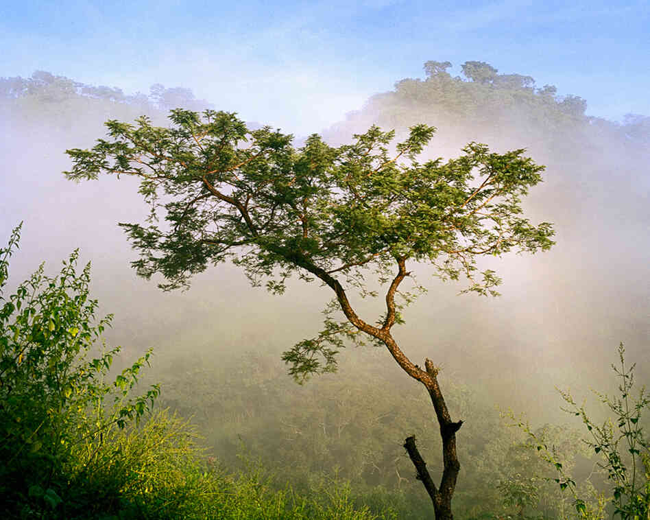 Farmers leave sicahuate trees in their fields in order to prevent soil erosion.