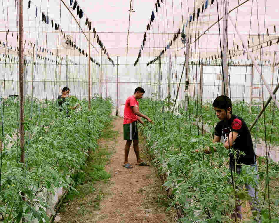 Polo, Osman and Tony tend to tomatoes in a greenhouse.
