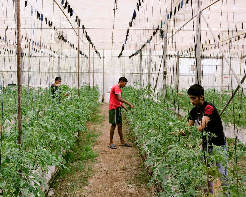 Polo, Osman and Tony tend to tomatoes in a greenhouse.
