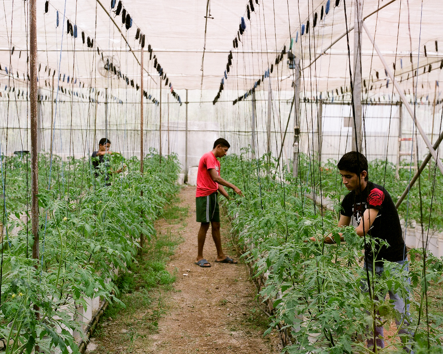 Polo, Osman and Tony tend to tomatoes in a greenhouse.