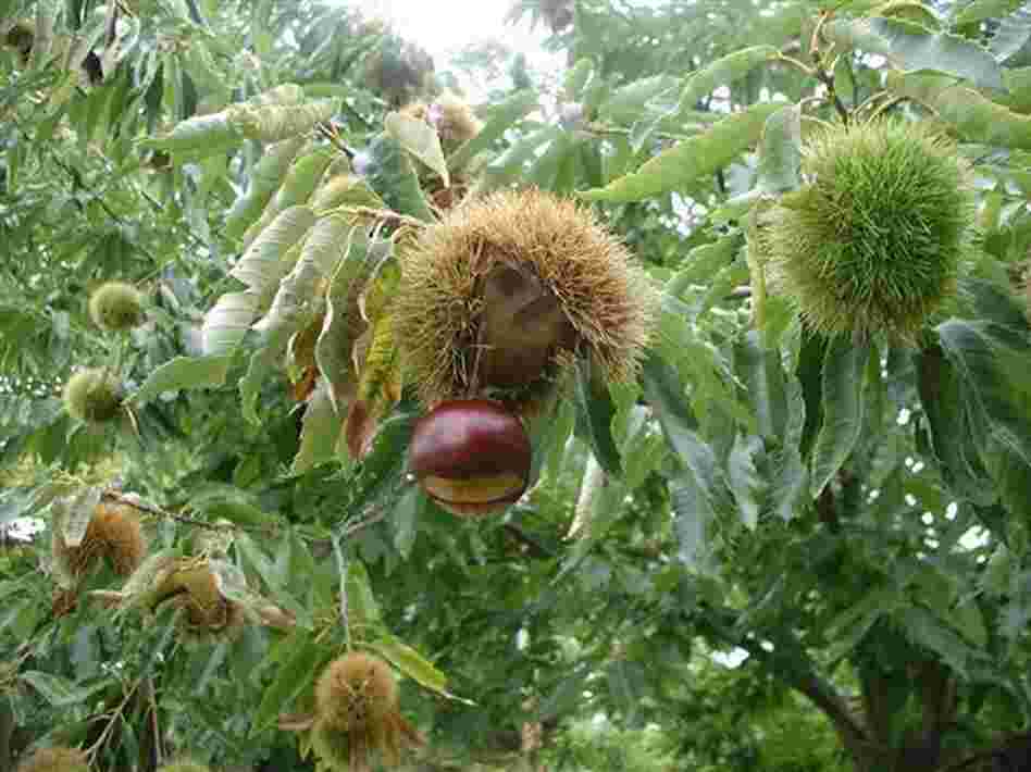 Michigan growers harvest 'Colossal' chestnuts, like the one above in New Paltz, N.Y. "If you're going to work in the kitchen with a pound of chestnut, [the] largest best tasting chestnut you can find is the one you want to use," says MSU plant pathologist Dennis Fulbright.