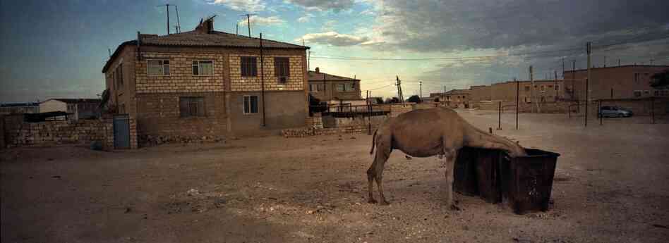 A camel scavenges food from a garbage dump in a village south of Aktau, Kazakhstan, summer 2012.