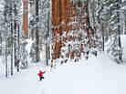 The giant sequoia is a snow tree, says scientist Steve Sillett, adapted for long winters in the Sierra Nevada. But it's a fire tree, too. Thick bark protects it from burning in lightning-caused fires, which open cones and clear the understory, allowing saplings to find light and prosper. The giant sequoia is a snow tree, says scientist Steve Sillett, adapted for long winters in the Sierra Nevada. But it's a fire tree, too. Thick bark protects it from burning in lightning-caused fires, which open cones and clear the understory, allowing saplings to find light and prosper.
