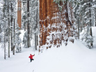 The giant sequoia is a snow tree, says scientist Steve Sillett, adapted for long winters in the Sierra Nevada. But it's a fire tree, too. Thick bark protects it from burning in lightning-caused fires, which open cones and clear the understory, allowing saplings to find light and prosper. The giant sequoia is a snow tree, says scientist Steve Sillett, adapted for long winters in the Sierra Nevada. But it's a fire tree, too. Thick bark protects it from burning in lightning-caused fires, which open cones and clear the understory, allowing saplings to find light and prosper.