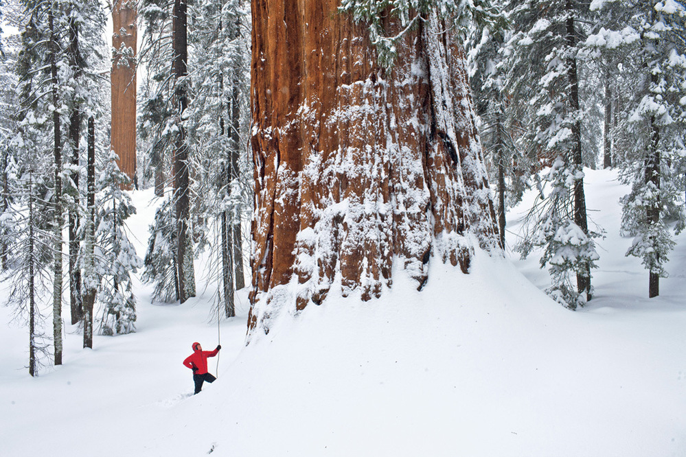 The giant sequoia is a snow tree, says scientist Steve Sillett, adapted for long winters in the Sierra Nevada. But it's a fire tree, too. Thick bark protects it from burning in lightning-caused fires, which open cones and clear the understory, allowing saplings to find light and prosper.