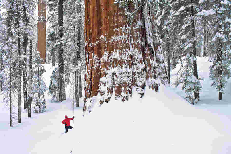 The giant sequoia is a snow tree, says scientist Steve Sillett, adapted for long winters in the Sierra Nevada. But it's a fire tree, too. Thick bark protects it from burning in lightning-caused fires, which open cones and clear the understory, allowing saplings to find light and prosper.