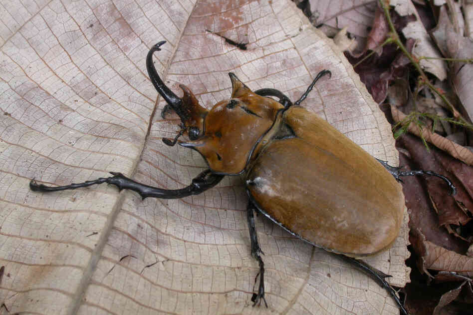 Megasoma elephas (Scarab beetle)